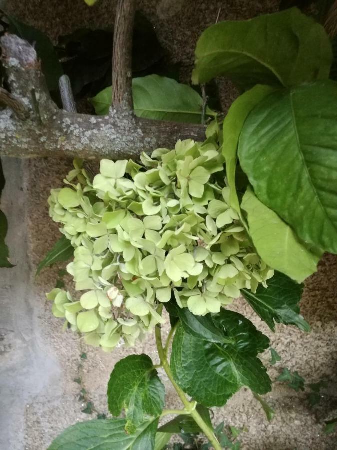 Villa O Ze Ja Dormiu Aqui Celeiros Exterior foto